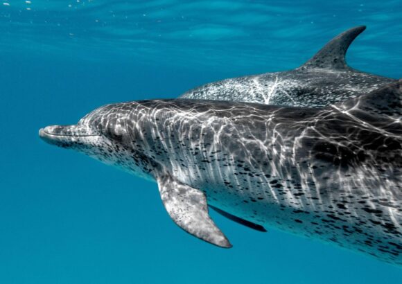 Die wilden Delfine von Bimini: ein Traum, der zum Abenteuer wurde